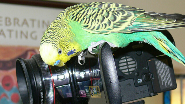 budgies-make-you-laugh-out-loud-channel-5